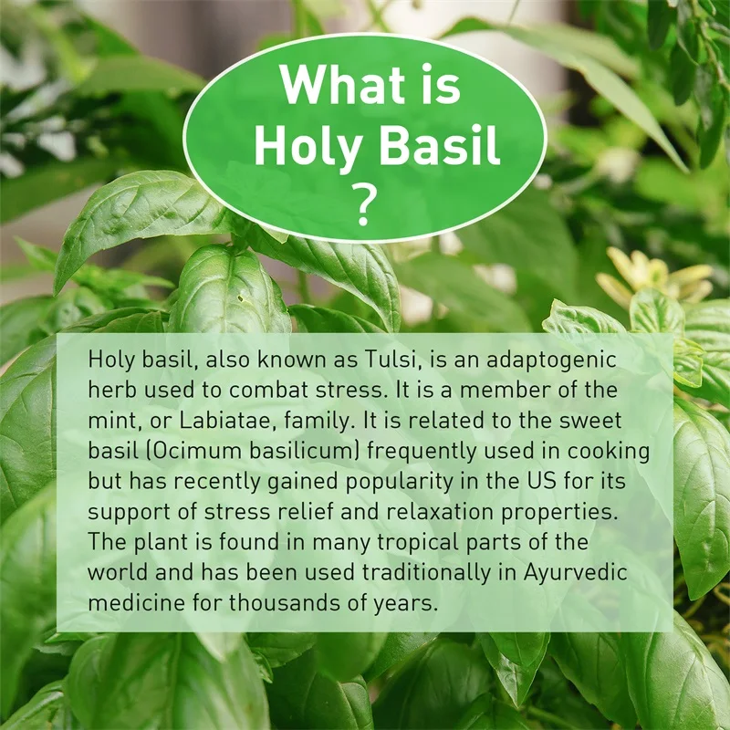 Holy Basil Capsules - เสริมภูม - Tulsi Holy Basil บทวิจารณ์และราคา